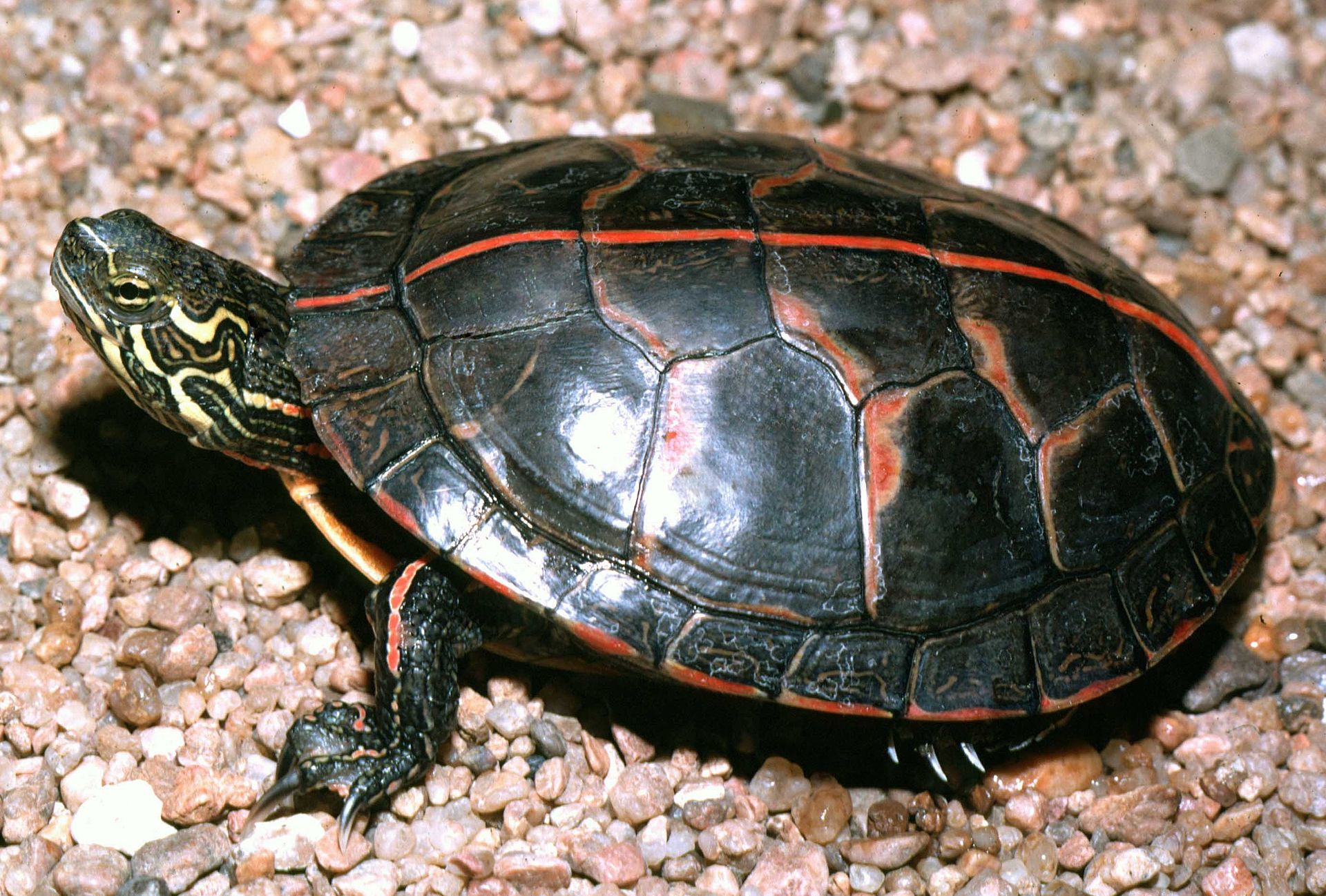 A3_Southern_painted_turtle