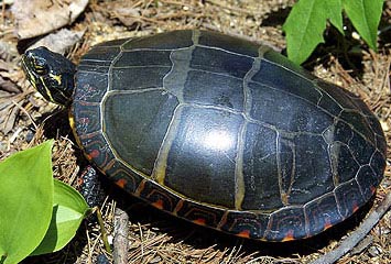 Painted-Turtle-1_Young