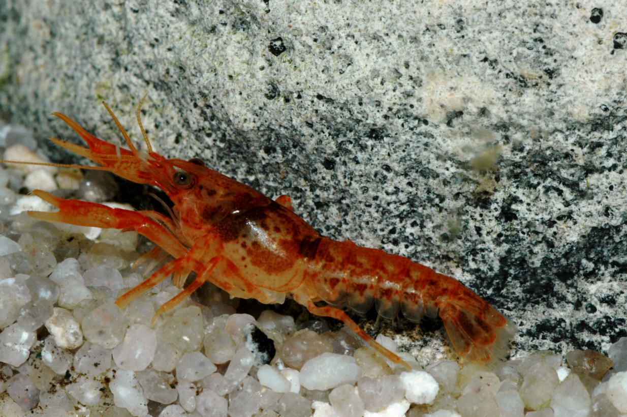 UnIDed Crayfish IZOO 08 (3)LG