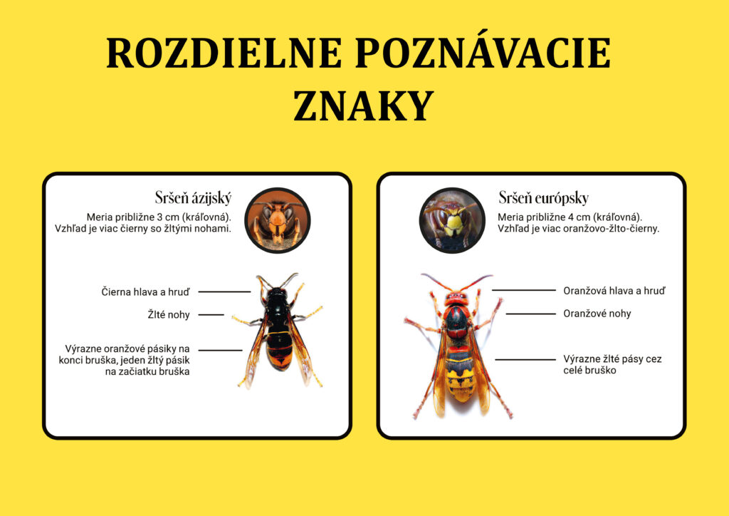 Rozdielne poznavacie znaky srsen azijsky vs srsen europsky