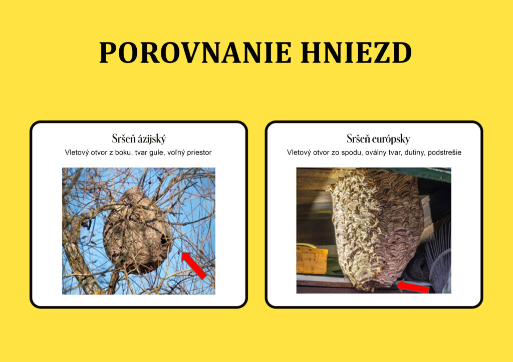 Porovnanie hniez srsna azijskeho a srsna europskeho
